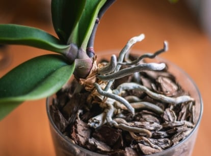 A shot of a plant with exposed roots, showing the differences of healthy orchid roots to damaged ones, placed on a brown surface