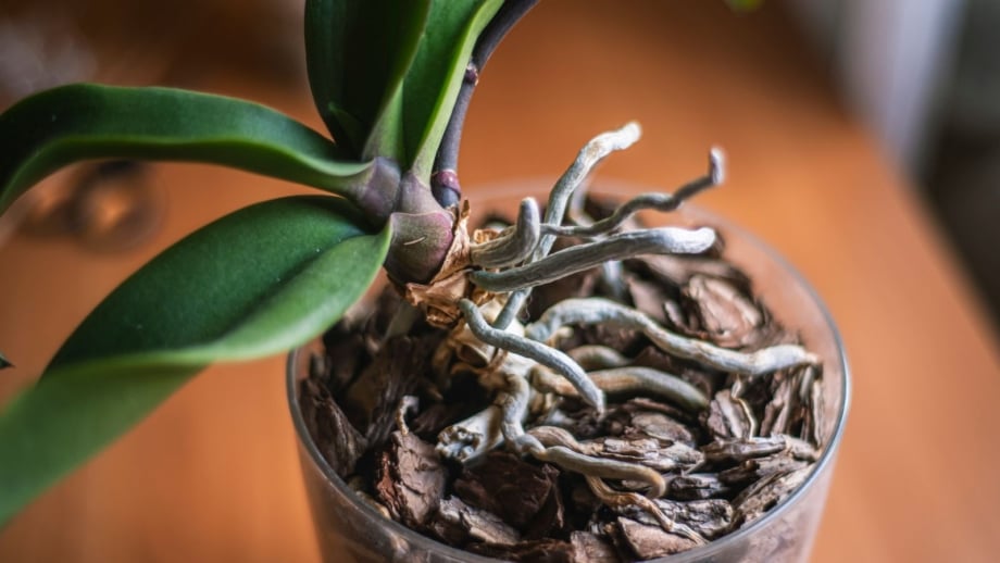 A shot of a plant with exposed roots, showing the differences of healthy orchid roots to damaged ones, placed on a brown surface