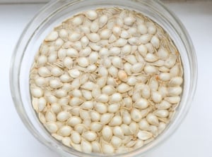 A transparent dish filled with water and seeds, showing how long soak seeds