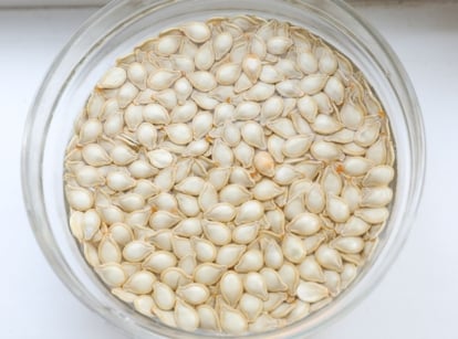 A transparent dish filled with water and seeds, showing how long soak seeds