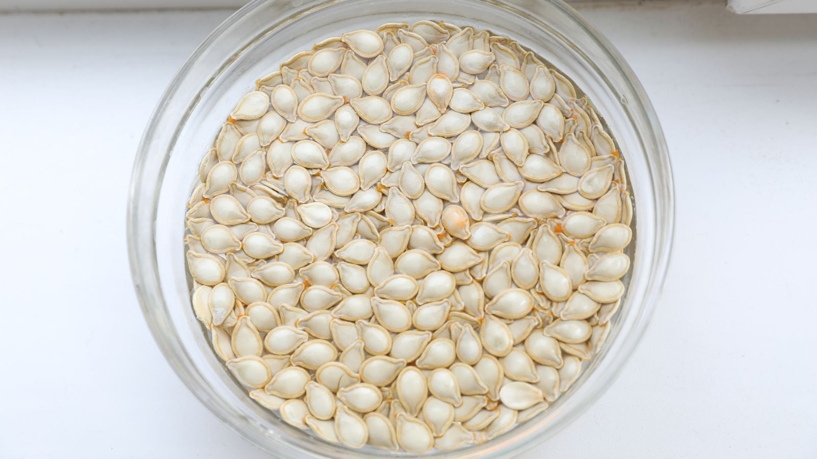 A transparent dish filled with water and seeds, showing how long soak seeds