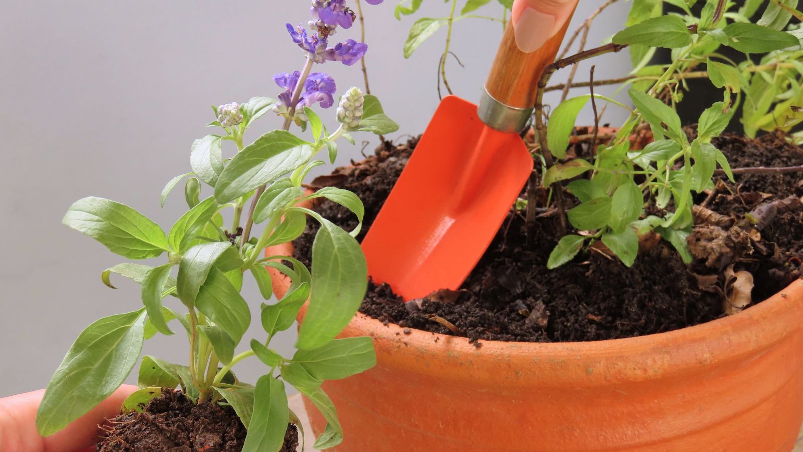 A blue sage seedling dug up and transplanted, with a trowel stuck into the dark brown soil inside an orange container