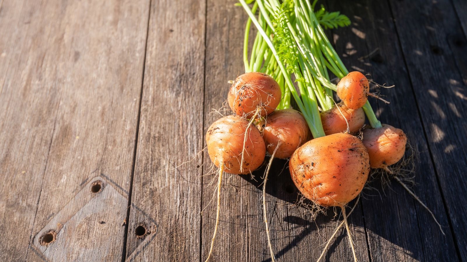 A bundle of Daucus carota subsp. sativus on a wooden surface appearing to be placed somewhere with bright and warm sunlight