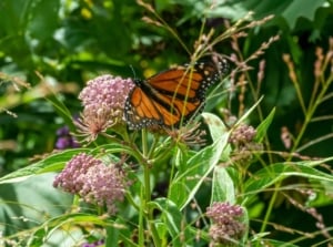 A butterfly sitting on a milkweed taking over with the plant looking to have pink flower clusters surrounded by other greens, including grass