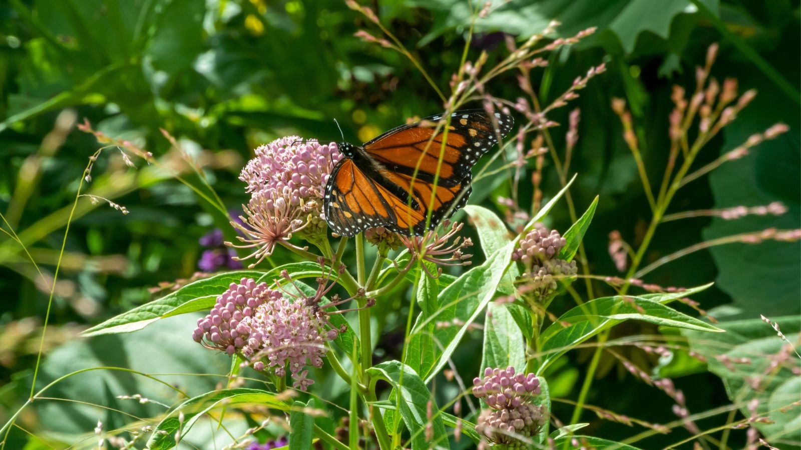 A butterfly sitting on a milkweed taking over with the plant looking to have pink flower clusters surrounded by other greens, including grass
