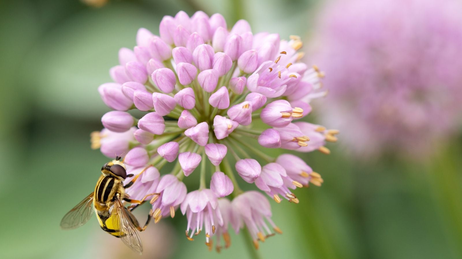 A close-up and focused shot of a cluster of pale-pink colored flowers, with a small yellow insect crawling on its surface