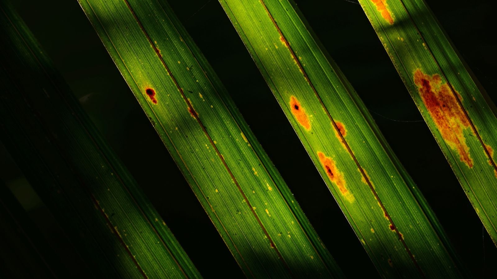 A close-up and isolated shot of slender feather-like and diseased leaves