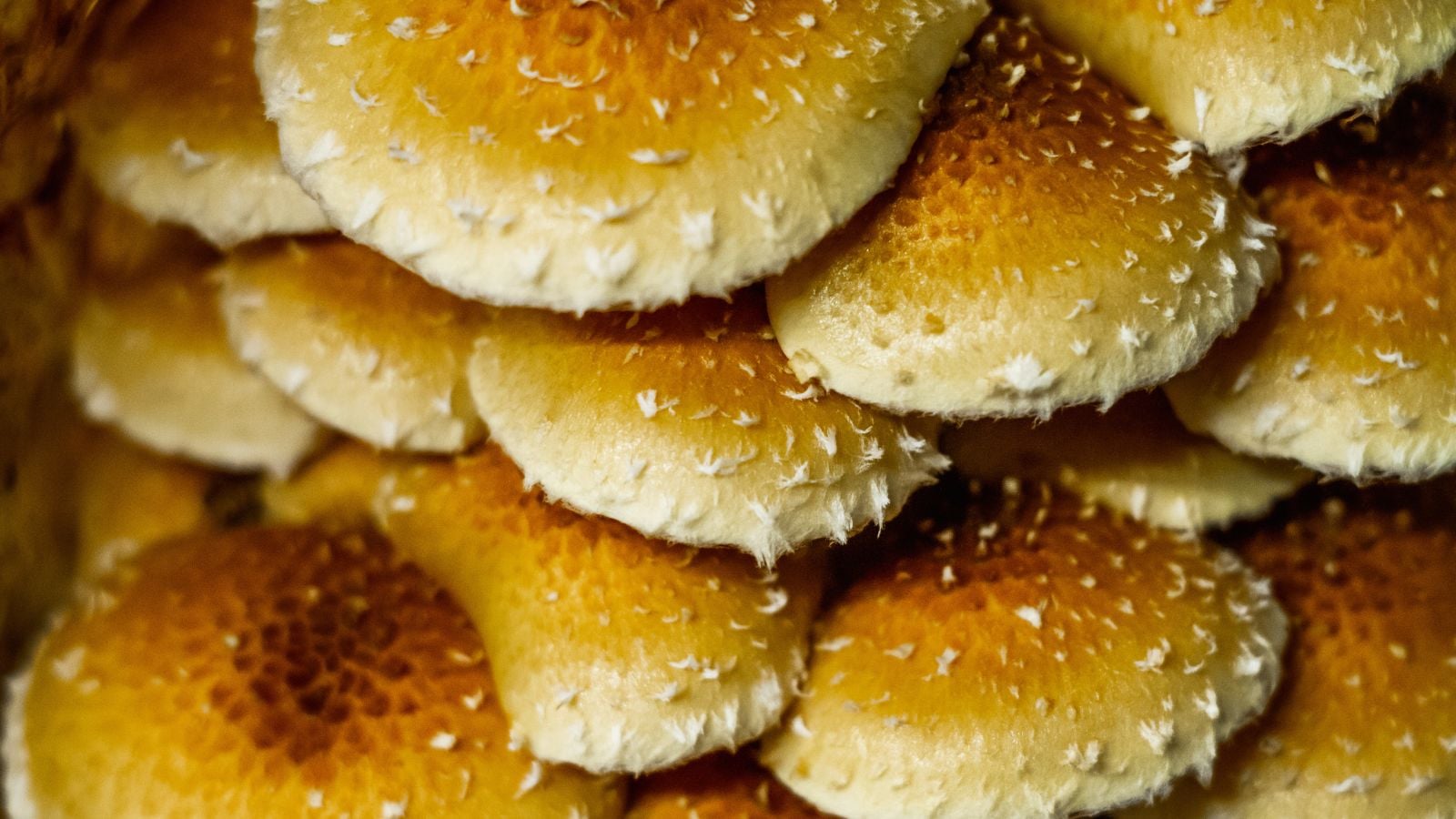 A close-up and overhead shot of a cluster of developing copper colored fungi, with its caps all stacked up together
