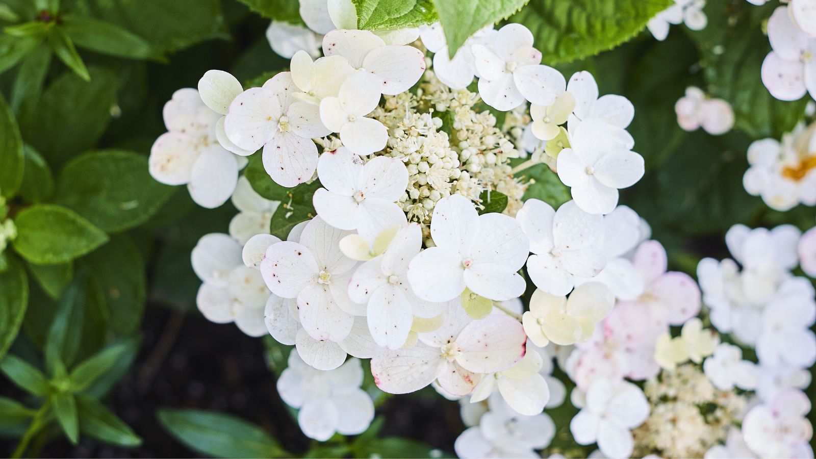 A close-up and overhead shot of a cluster of lacy white colored flowers and green foliage, basking in sunlight outdoors