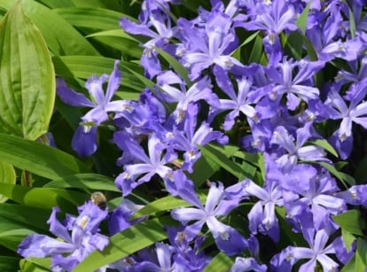 A close-up and overhead shot of a composition of vibrant purple colored flowers, growing alongside various plants, showcasing New England perennials