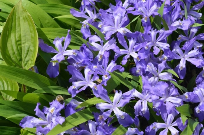 A close-up and overhead shot of a composition of vibrant purple colored flowers, growing alongside various plants, showcasing New England perennials