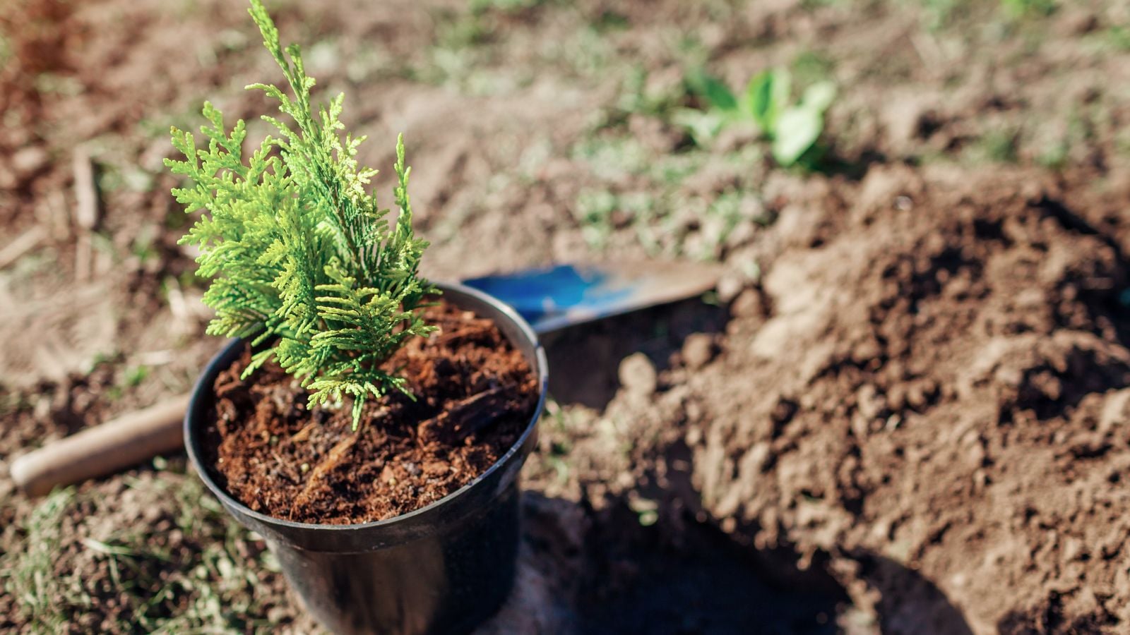 A close-up and overhead shot of a developing ang potted sapling of a large plant, all situated in a well lit area outdoors