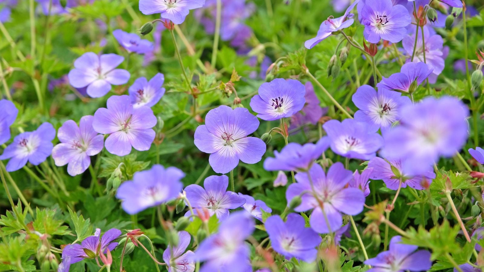 A close-up and overhead shot of a group of purple colored blooms, alongside green stems and leaves, all situated in a well lit area outdoors