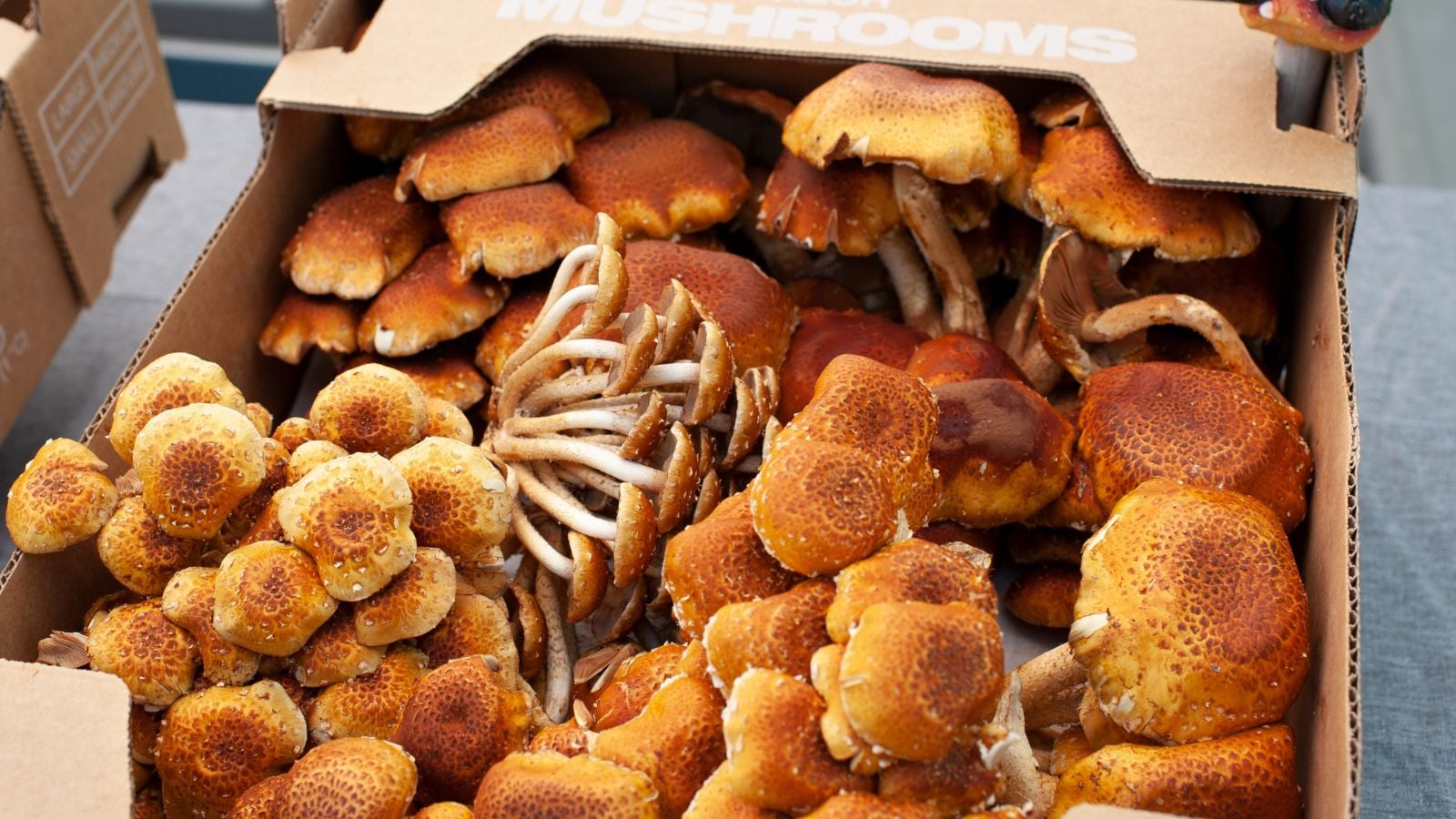 A close-up and overhead shot of a large box filled with brown colored fungi, all situated in a well lit area indoors