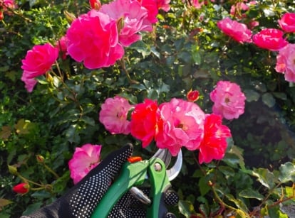 A close-up and overhead shot of a person in the process of trimming double, pink colored flowers, showcasing how to prune Knockout roses spring