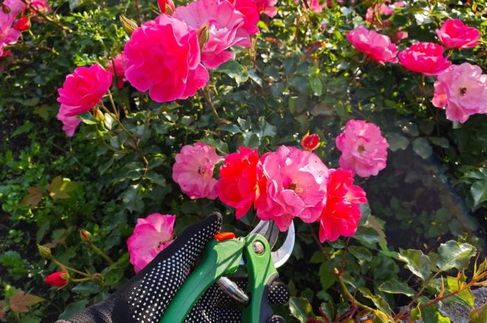 A close-up and overhead shot of a person in the process of trimming double, pink colored flowers, showcasing how to prune Knockout roses spring