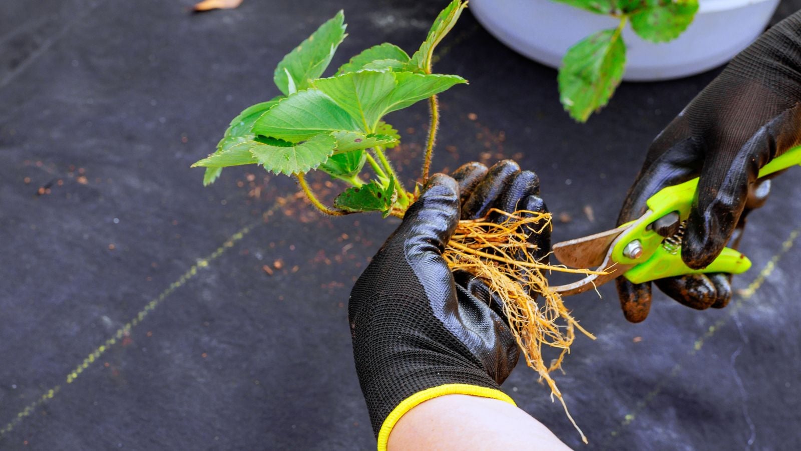 A close-up and overhead shot of a person in the process of trimming roots of a fruit-bearing crop, in a well lit area outdoors