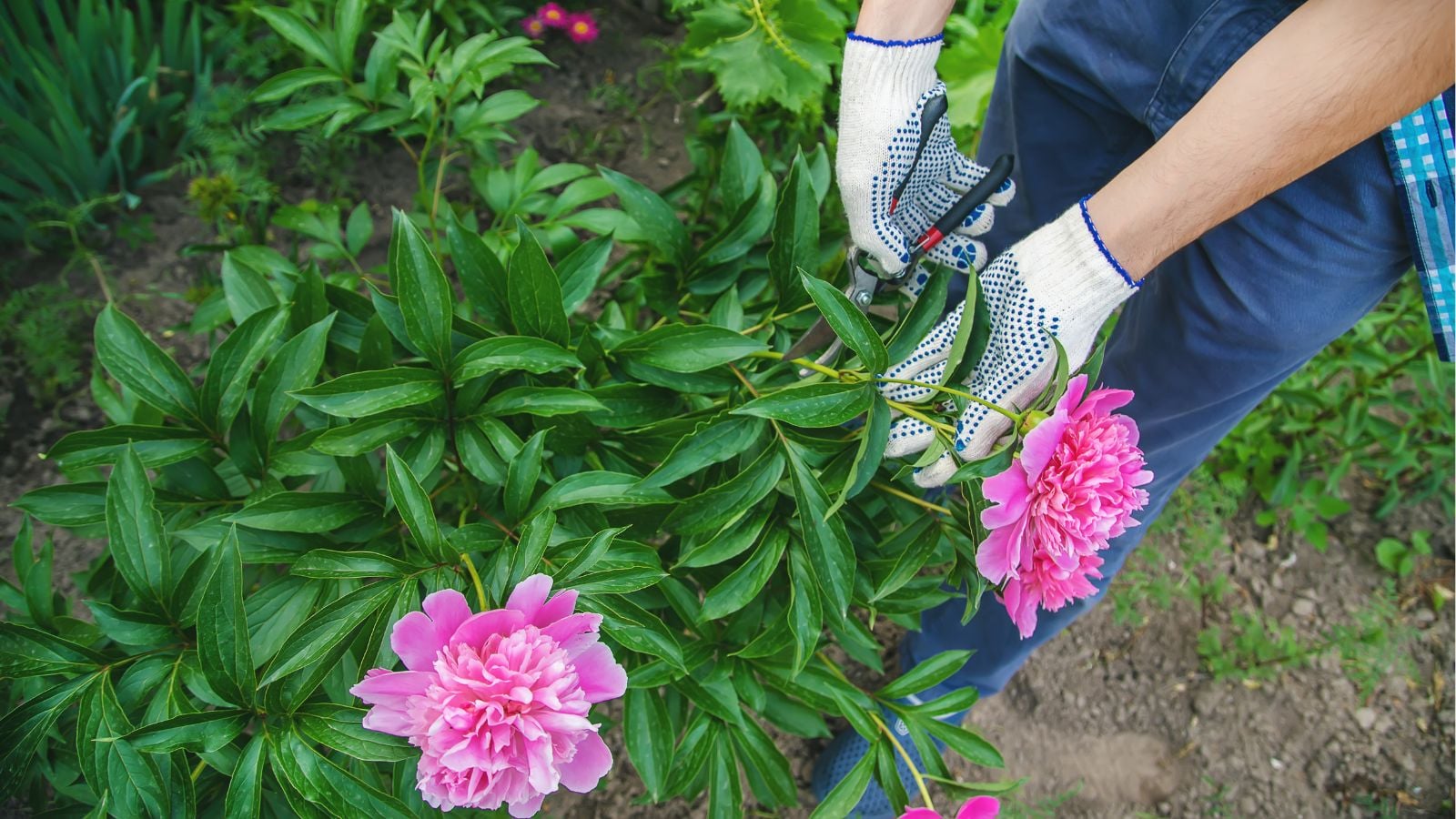 A close-up and overhead shot of a person's hand in the process of pruning a flowering shrub, all situated in a yard area outdoors