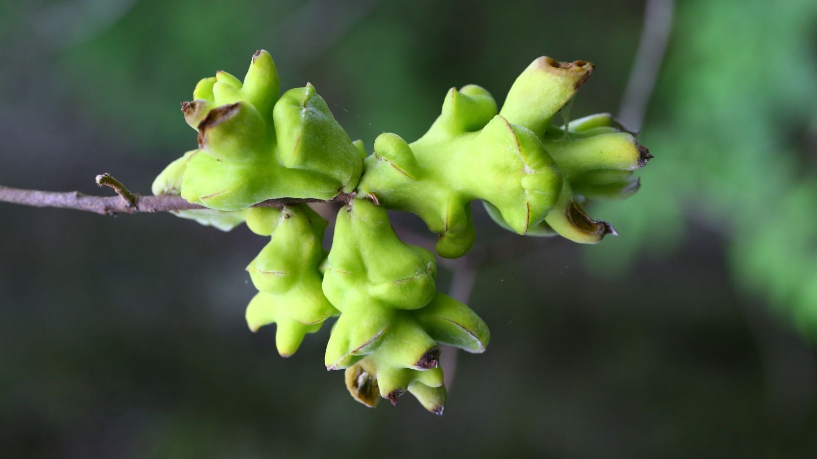 A close-up and overhead shot of a plump and diseased leaves of a flowering plant, growing on a woody stem in a well lit area outdoors