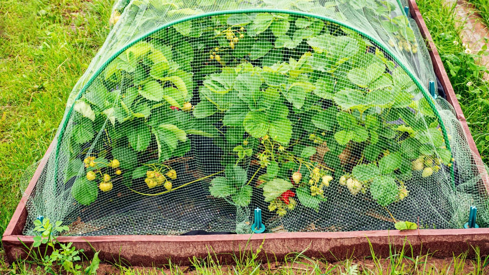 A close-up and overhead shot of a small bed of fruits, protected with a net cover, all situated in a well lit area outdoors