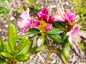 A close-up and overhead shot of a small group of pink colored flowers with severely diseased leaves, showcasing azalea disease