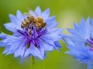 A close-up and overhead shot of a small insect, collecting nectar from a vibrant bloom, showcasing blue flowers bees