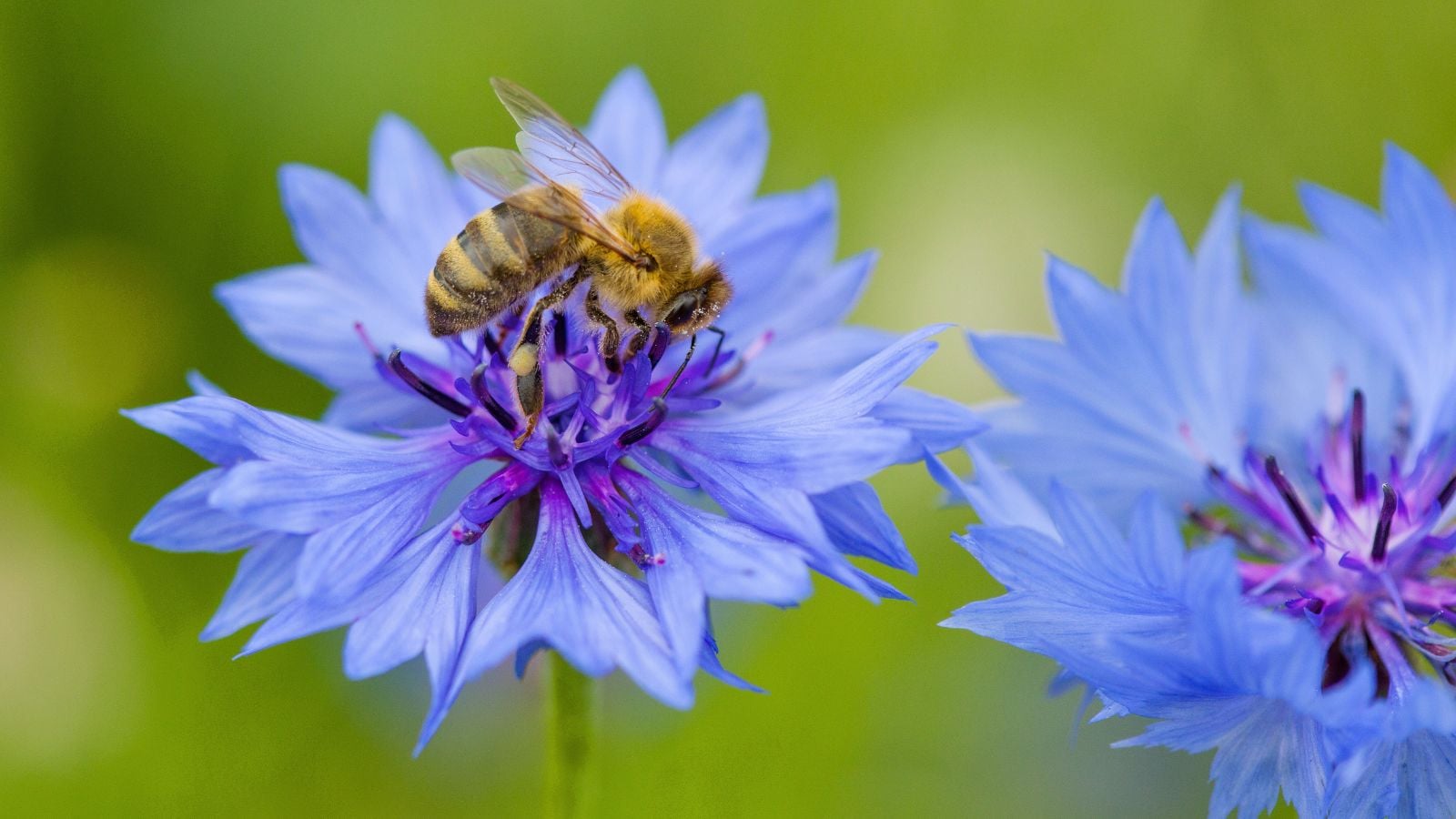 A close-up and overhead shot of a small insect, collecting nectar from a vibrant bloom, showcasing blue flowers bees