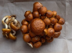 A close-up and overhead shot of brown-copper colored fungi caps, all clustered together alongside several separate stems, showcasing the chestnut mushrooms