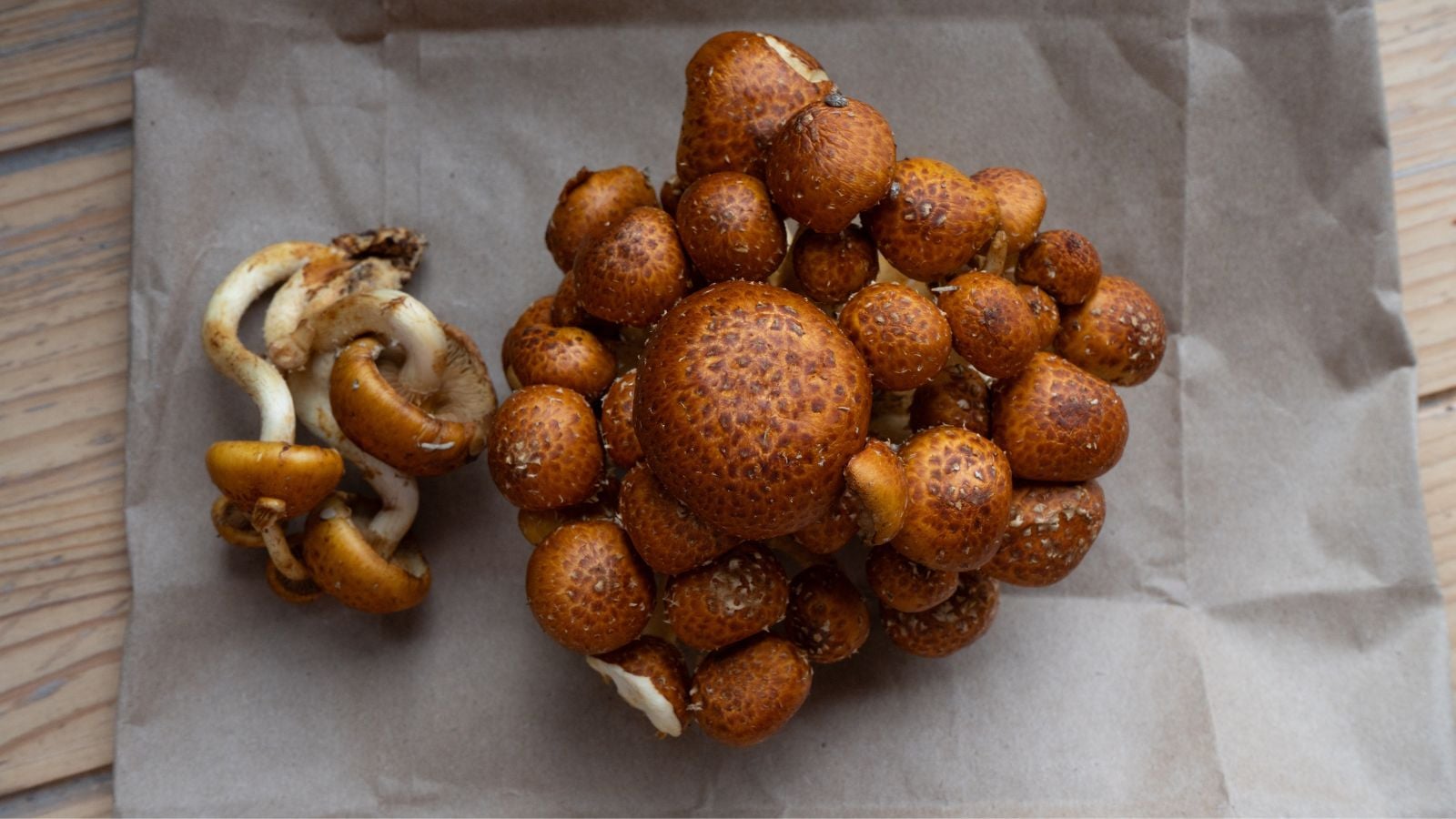 A close-up and overhead shot of brown-copper colored fungi caps, all clustered together alongside several separate stems, showcasing the chestnut mushrooms