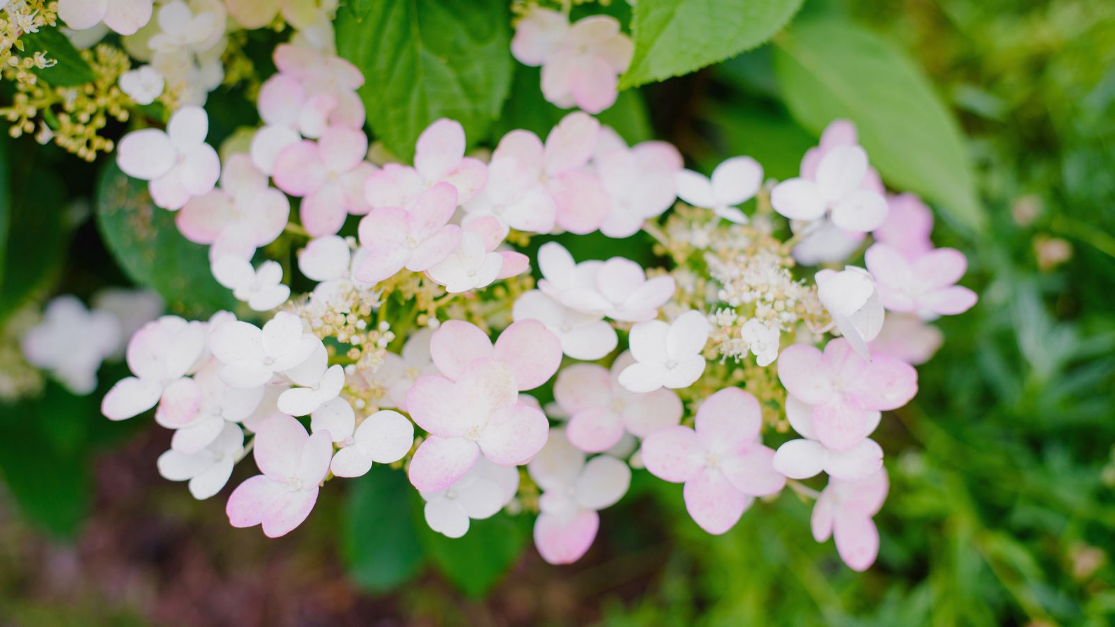 A close-up and overhead shot of lace-cap white to pink colored flowers, growing alongside green foliage in a well lit area outdoors