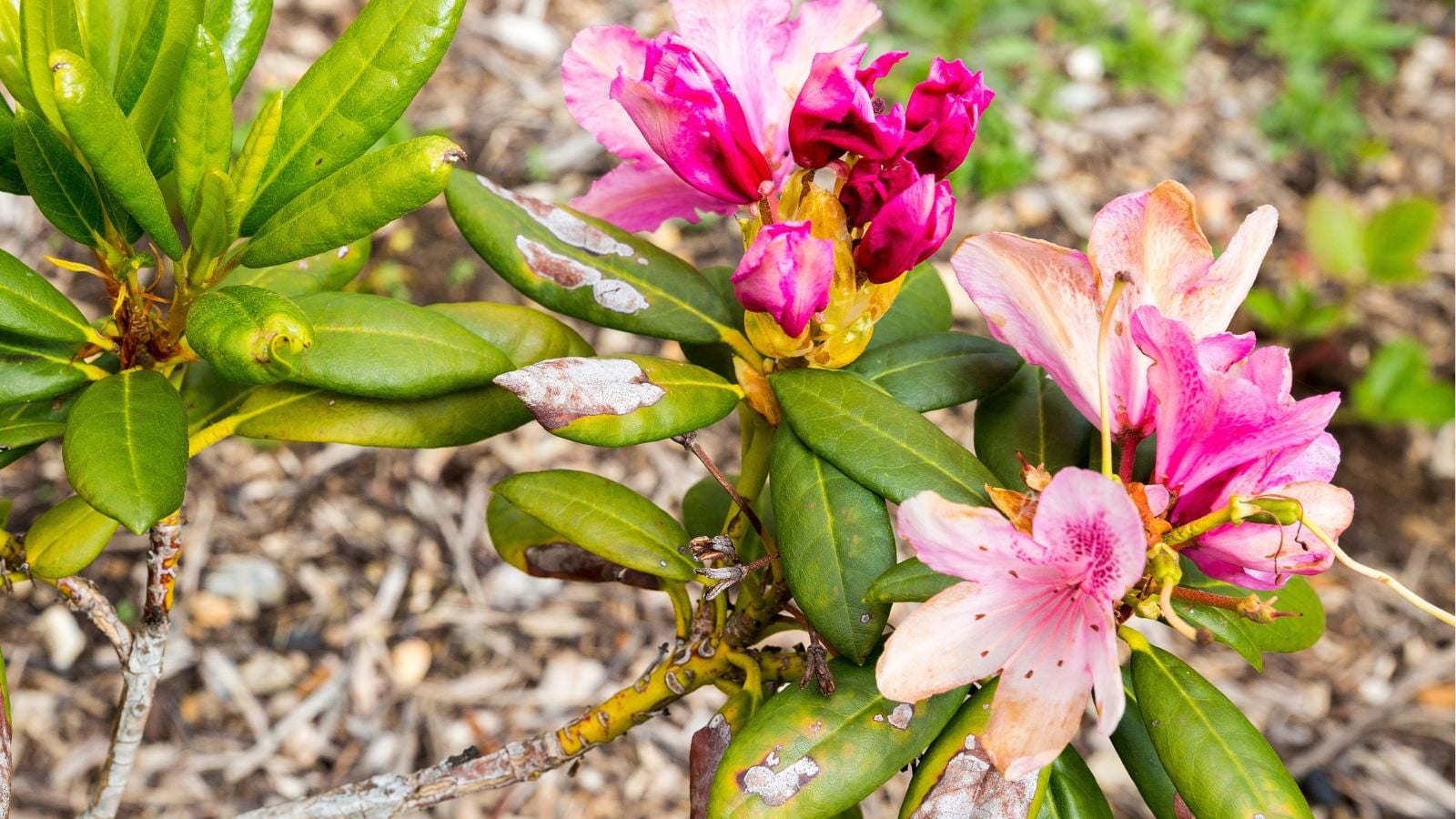 A close-up and overhead shot of pink colored blooms with discolored edges, alongside diseased leaves, all situated in a well lit area outdoors