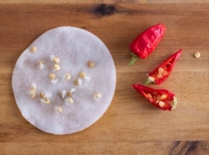 A close-up and overhead shot of red colored fruits and its seeds, growing on a damp circular towel, showcasing how to germinate pepper seeds