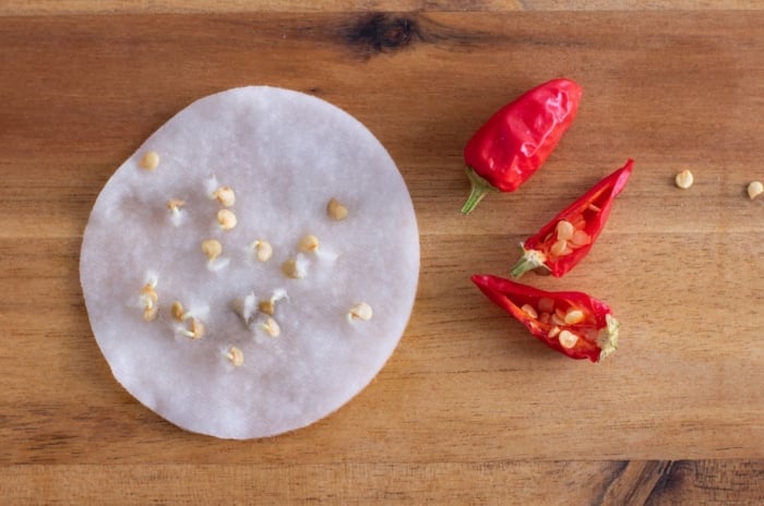 A close-up and overhead shot of red colored fruits and its seeds, growing on a damp circular towel, showcasing how to germinate pepper seeds