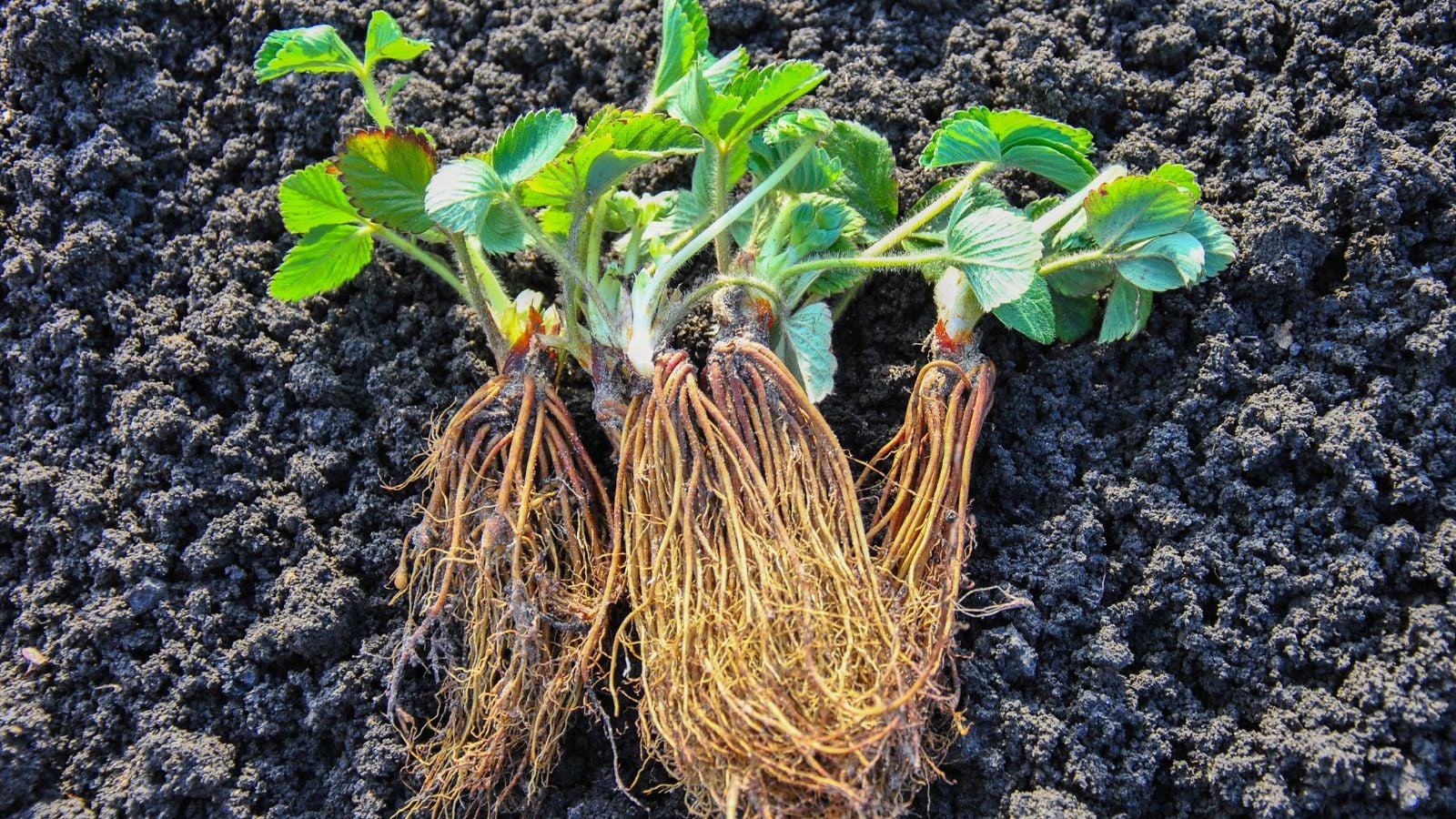 A close-up and overhead shot of several crops and their bare roots, all placed on top of rich dark soil outdoors