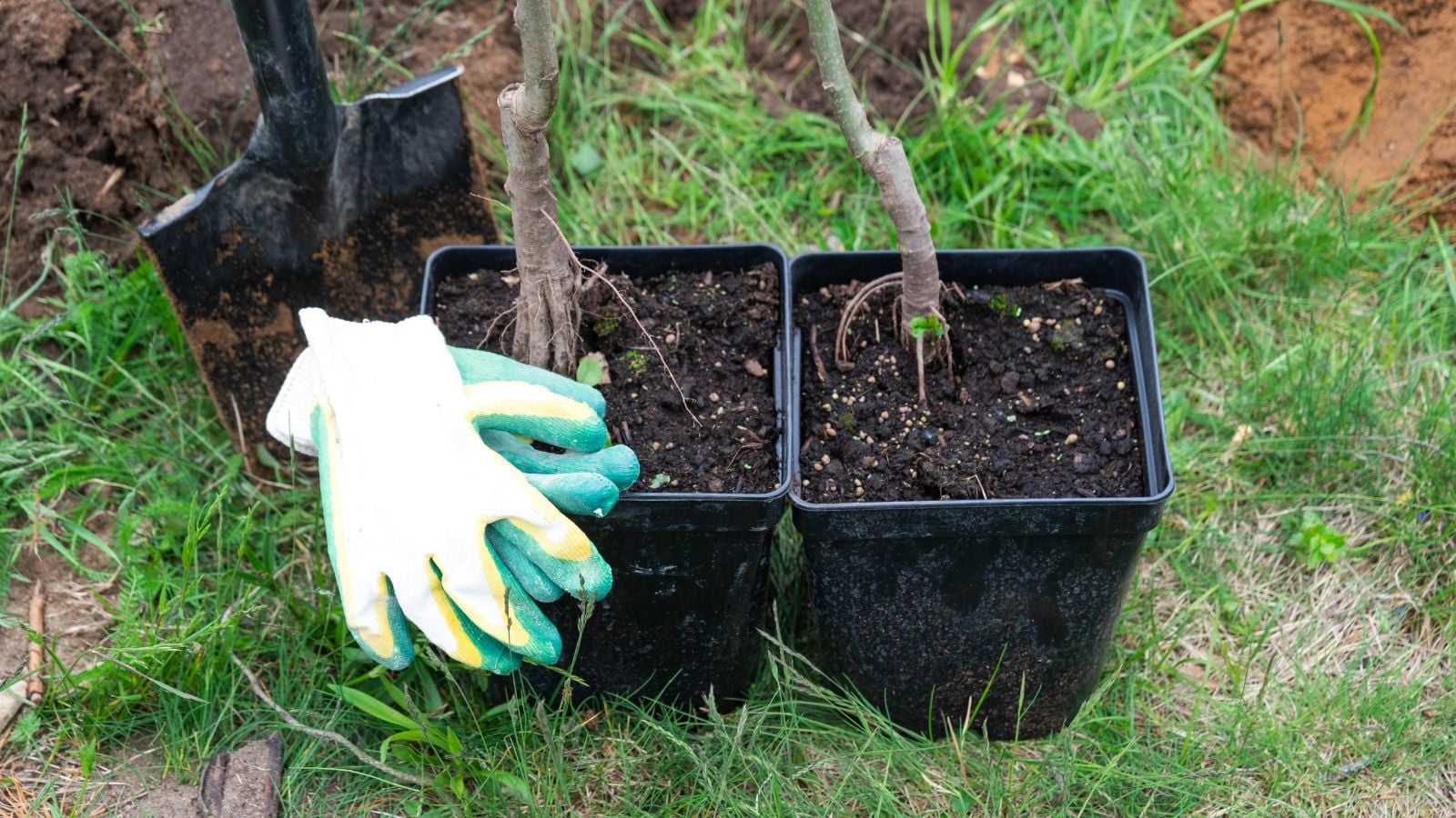 A close-up and overhead shot of two square planters, filled with developing sapling of an apple tree, alongside gardening tools, in a well lit area outdoors