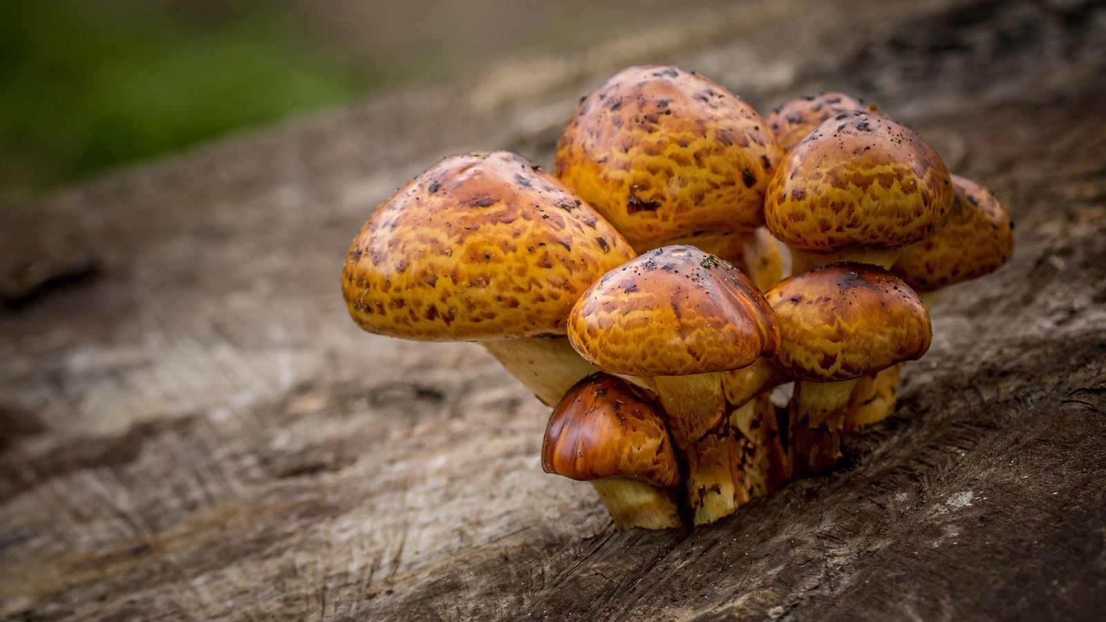 A close-up shot of a cluster of developing brown-copper colored fungi, developing from a wooden stump in a well lit area outdoors