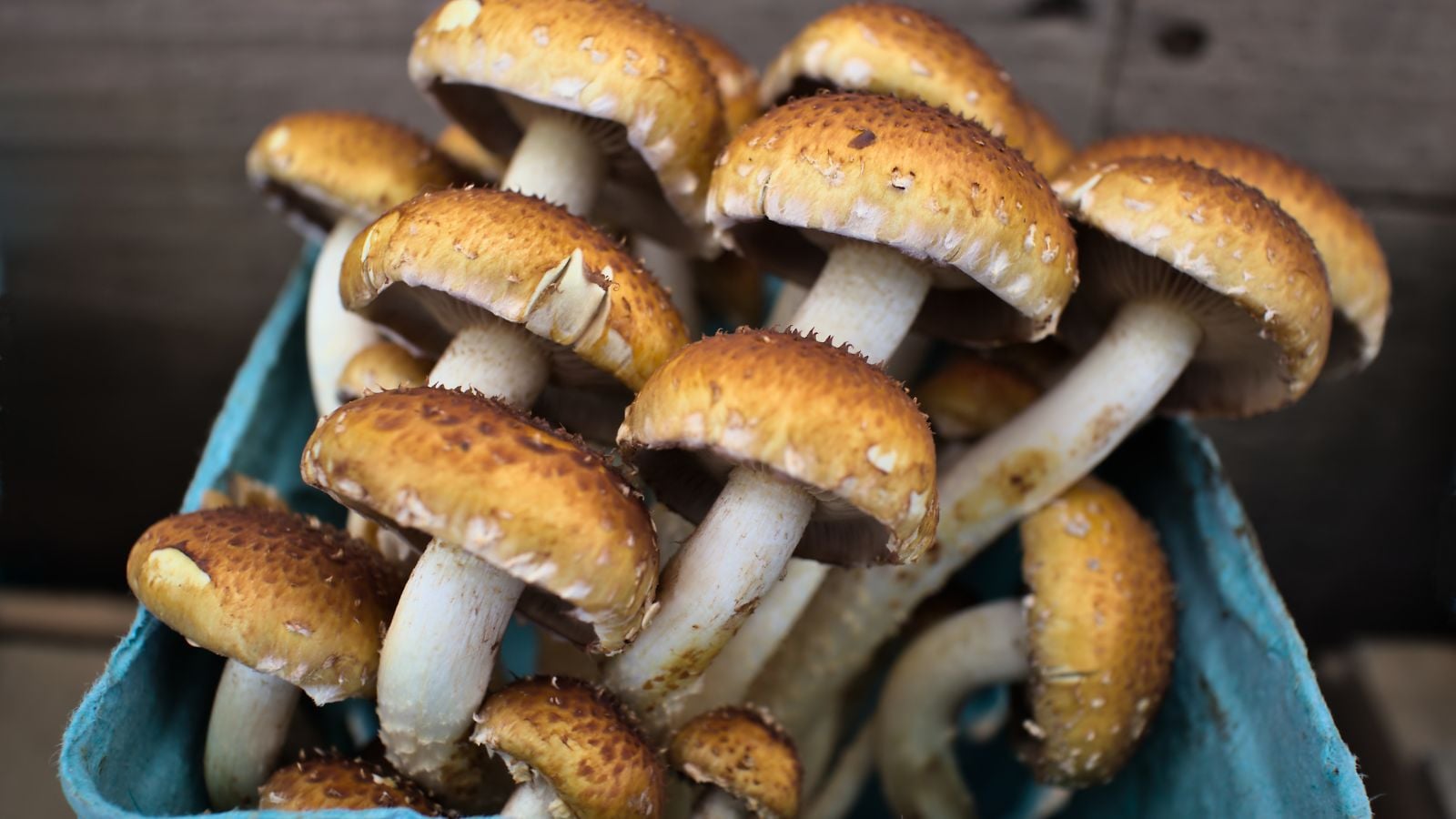 A close-up shot of a cluster of developing fungi with brown caps and stumpy white stems, all placed on a blue colored container indoors
