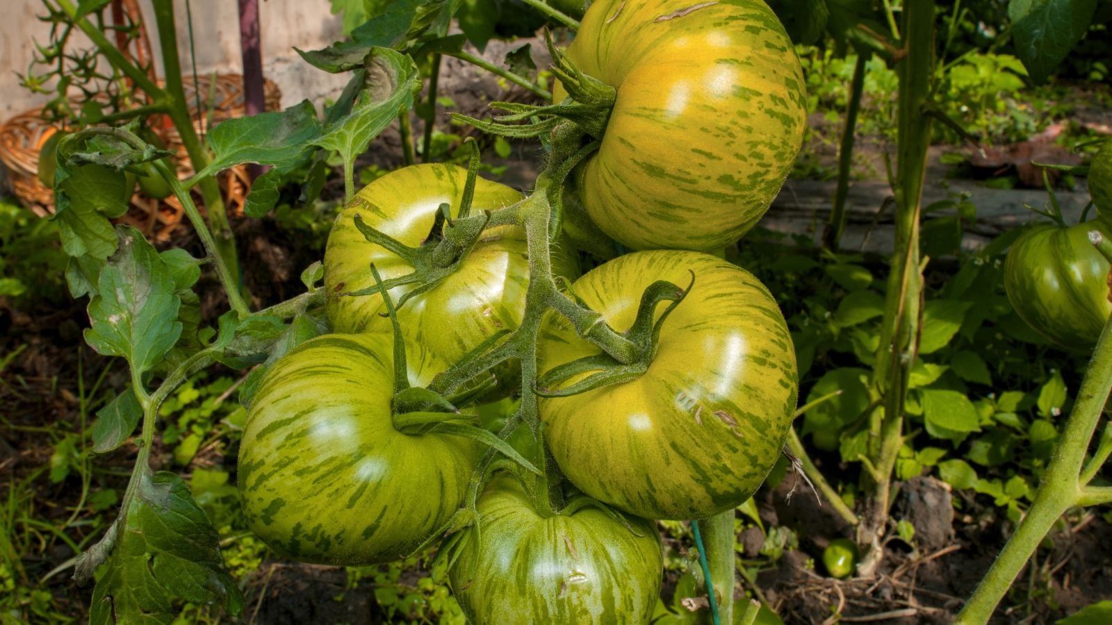 A close-up shot of a cluster of green ripening round fruits. growing on their sturdy stems in a well lit area outdoors