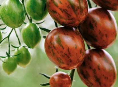 A close-up shot of a cluster of ripe and ripening, dangling, compact fruits of the chocolate sprinkles tomato