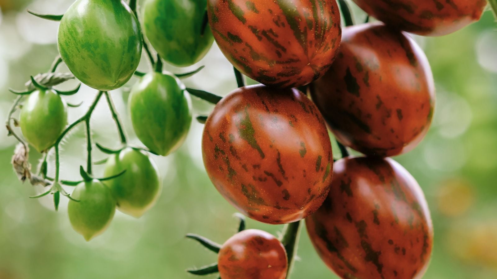 A close-up shot of a cluster of ripe and ripening, dangling, compact fruits of the chocolate sprinkles tomato