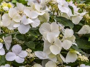 A close-up shot of a composition of white lacy flowers on arching stems and green leaves, showcasing the cascade hydrangea