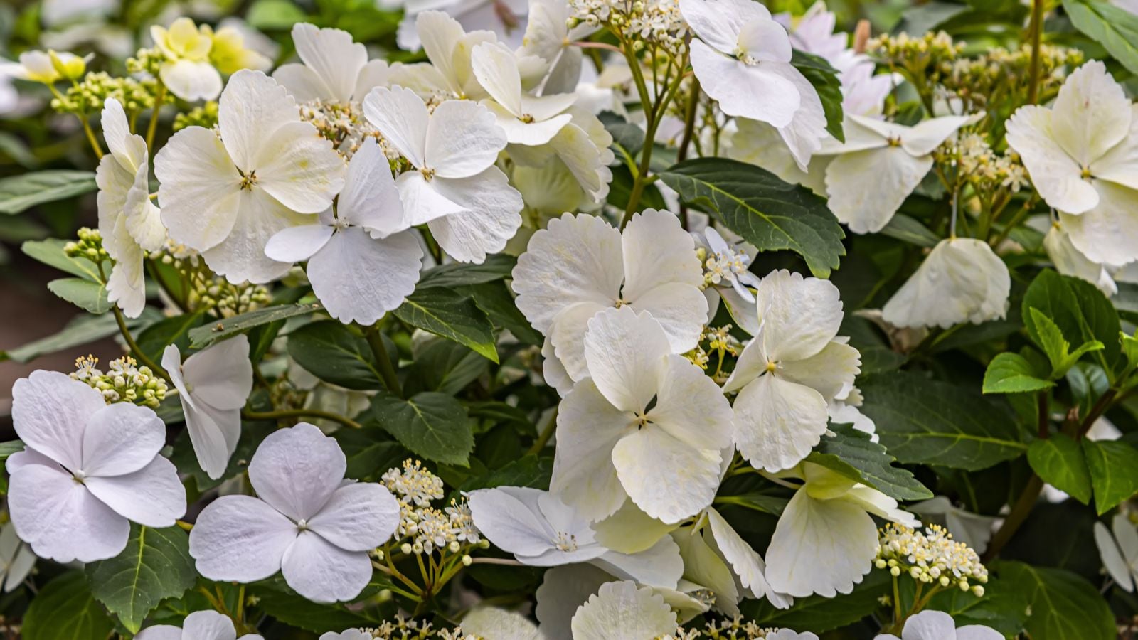 A close-up shot of a composition of white lacy flowers on arching stems and green leaves, showcasing the cascade hydrangea