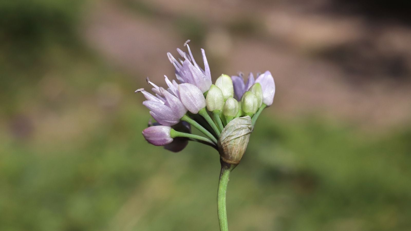 A close-up shot of a developing and blooming seedling of a flower of a crop, with a blurred background in a well lit area outdoors