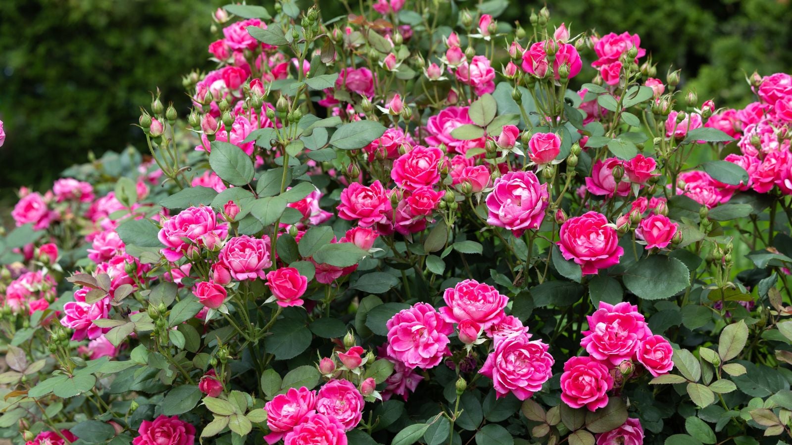 A close-up shot of a developing flowering shrub, with vibrant pink colored blooms alongside green leaves, all situated in a well lit area outdoors