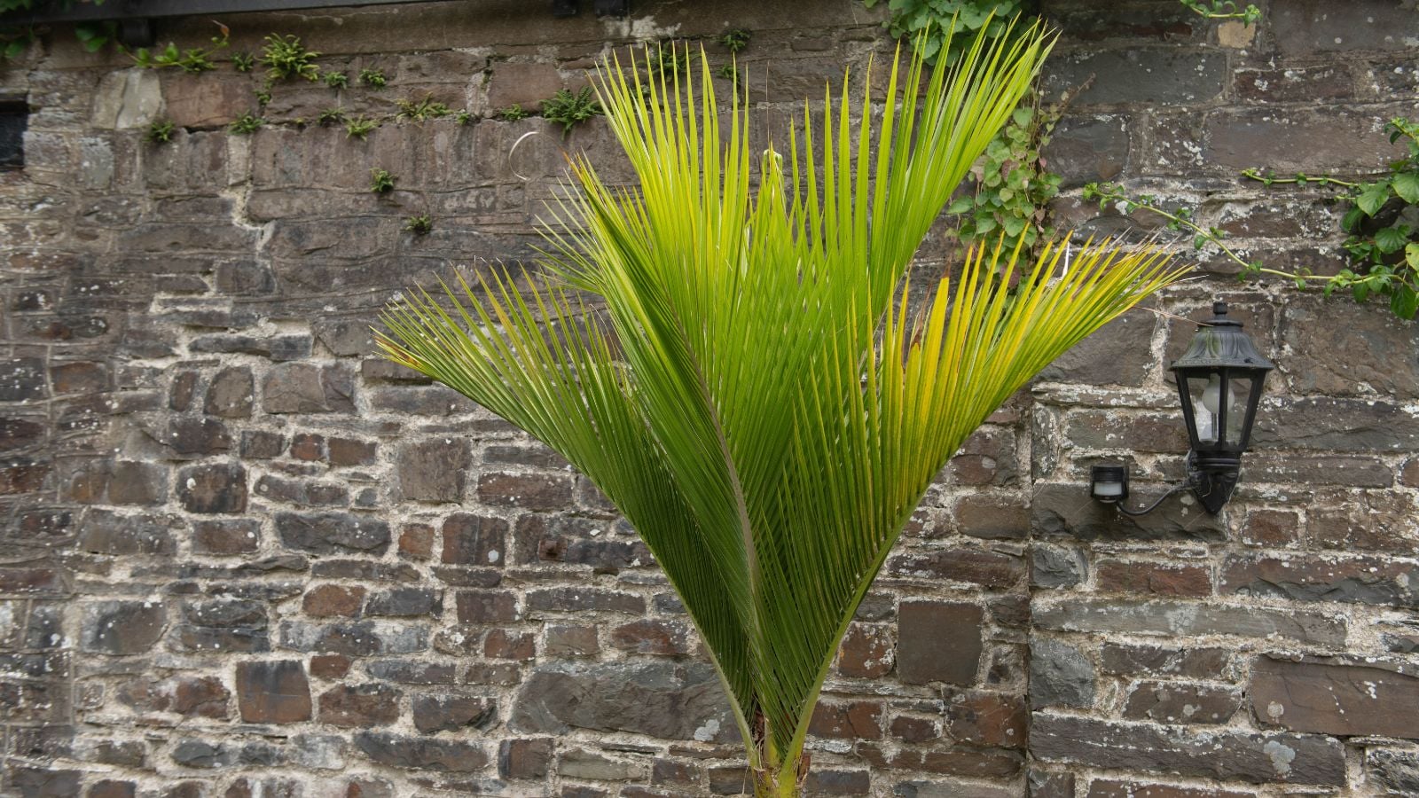 A close-up shot of a developing plant placed on a pot near a stone wall, in a garden area outdoors
