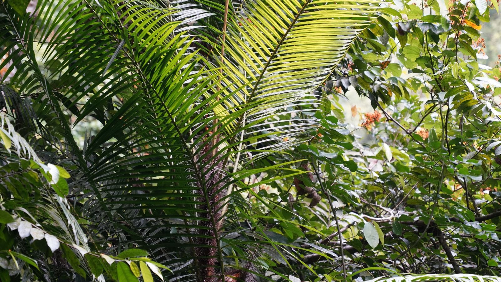 A close-up shot of a developing tropical plant, with feather-like leaves, all situated alongside various foliage outdoors