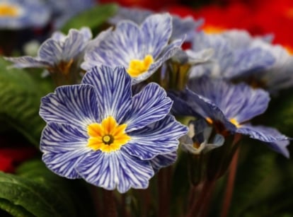 A close-up shot of a developing, vibrant purple and white striped colored blooms with yellow centers of the Primrose, showcasing blue flowers shade