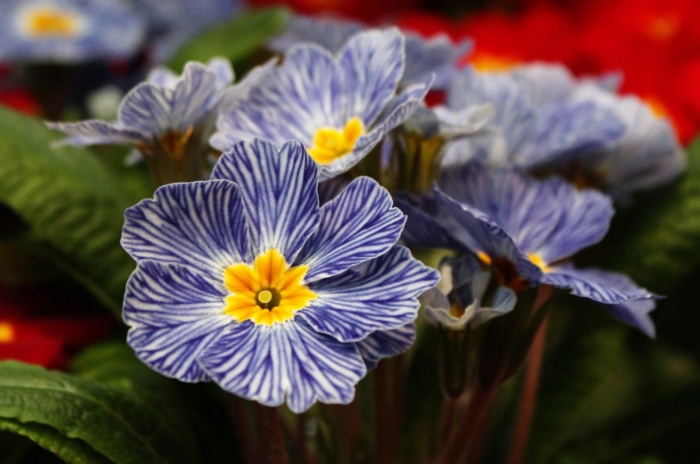 A close-up shot of a developing, vibrant purple and white striped colored blooms with yellow centers of the Primrose, showcasing blue flowers shade