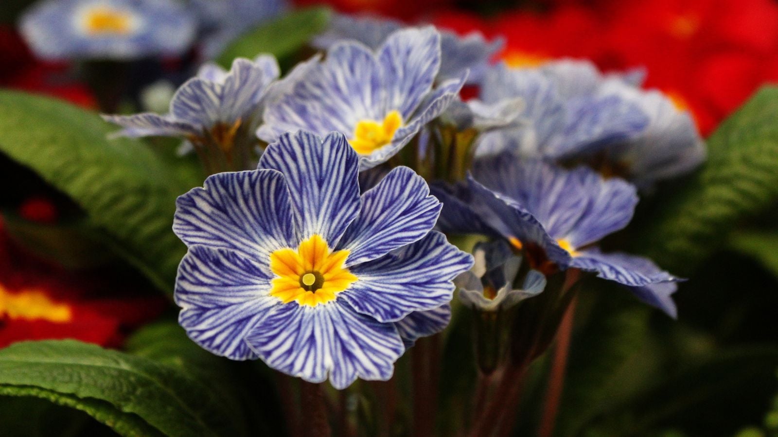 A close-up shot of a developing, vibrant purple and white striped colored blooms with yellow centers of the Primrose, showcasing blue flowers shade