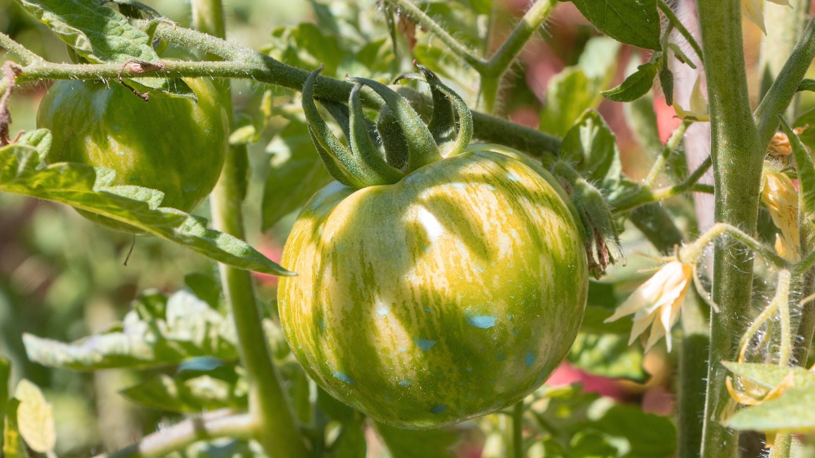 A close-up shot of a green colored and developing round and striped fruit, basking in bright sunlight outdoors